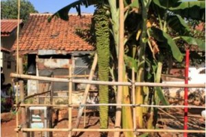 Pohon pisang aneh